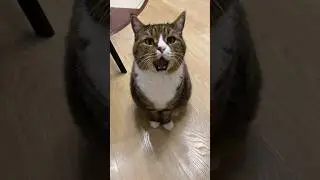 Ваш кот говорит мяу версия 2.0 самый классный мяу от кота