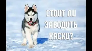 Почему стоит завести Хаски? |10 причин завести Хаски