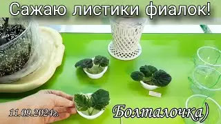 Как посадить листики фиалок? Показываю как я это делаю)