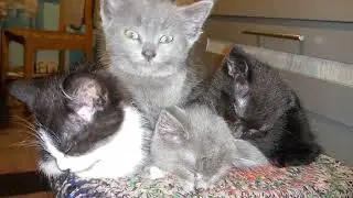 Малыши .