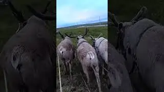 Кочевники - оленеводы в дальнем пути к месту новой стоянки. #nomads #reindeer
