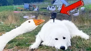 I Spied on my Guard Dog with a GoPro (Livestock Guardian Dog and GoPro Max)