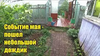 Жарили зубатку. Прикрученный ковер. Сварили борщ. Небольшой дождь. Огурцы повеселели.