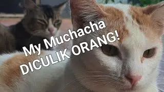 Kucing kesayangan dibawa lari orang. namun alhamdulillah masih ada pahlawan 🥹