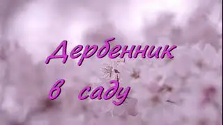 Дербенник в саду  (Недооценённый цветок!! Цветёт почти всё лето)