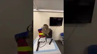 Owl experience at Autism Together