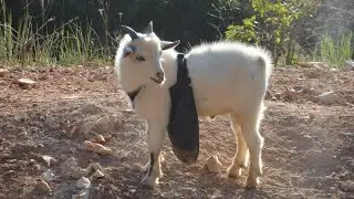 Anti-Mating Goat Buck Apron Review | You NEED to Get One!