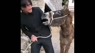 Два друга 