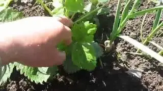 Клубника Максим (гигантелла Максим)