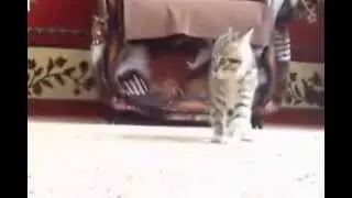 Yavru Kedinin Kablumbağ ile imtihanı