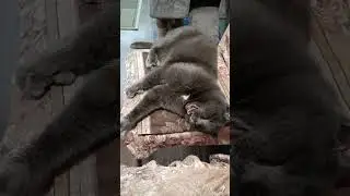 Кот Оскар и аргумент🤣