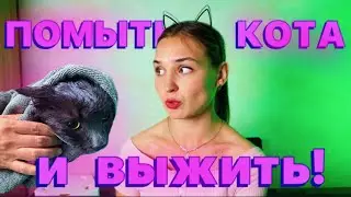 Первый раз ИДУ с КОТОМ на ГРУМИНГ😱 ПЕРХОТЬ У КОТА! #top #cat #сибирскаякошка #мейнкун