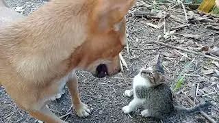 Playful Kittens
