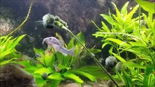 Clay Stone Aquarium 2021