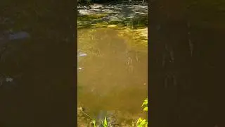 Can You Drink This Contaminated Water?! #survival