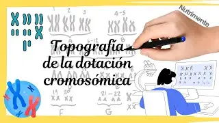 Topografia de la Dotación Cromosómica - [Cariotipos]