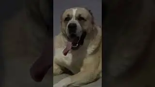 АЛАБАЙ МАРШАЛ - ПАПИН КРАСОТУН