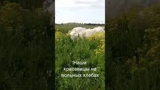 Зааненские козочки на пастбище