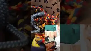 Failed Doggy Wonderland 