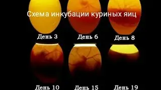 Схема инкубации куриных яиц в инкубаторе Несушка.
