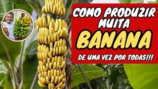 ✅ O SEGREDO PARA COLHER MUITA BANANA