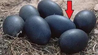 He found in black eggs. Breaking one, the man SCREAMED!