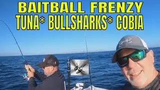 Fishing Bait-balls: Feeding Frenzy Bullsharks, Tuna, Cobia In Mooloolaba!