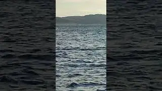 Морские котики, тюлени