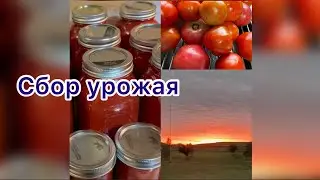 ЧТО ДЕЛАТЬ С БОЛЕЕ ЧЕМ 800 кг ПОМИДОРОВ