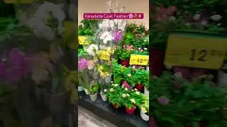 #flower #flowers #princess #rose #orchid #daisy #pink #vlog #shopping #calgary #canada #çiçek #love