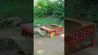 easy quail trap - DIY bird trap 
