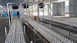 BĂNG TẢI SƠ CHẾ CHUỐI, BĂNG TẢI CON LĂN
