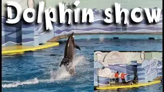Dolphin Show (Teaser) || Fakieh Aquarium, Jeddah