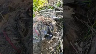 Обросший копатель вытерает грязную морду #бася #скит #охота #лесьяр #деревня #собака #нора #копатель