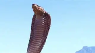 Cape Cobra (Naja nivea) in a tree!