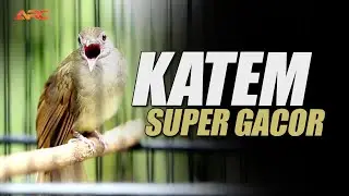 MASTERAN KAPAS TEMBAK GACOR SUPER NGEBREN