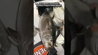 How to catch bluefin tuna in the Pacific Ocean?
