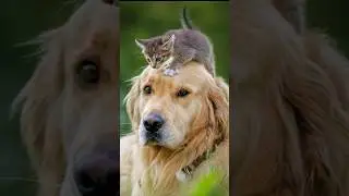 На это можно смотреть ВЕЧНО!! Смешные Кошки и Собаки! 😂😂😂 #Shorts