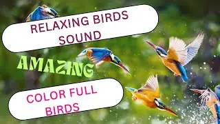 Relaxing birds sound || Amazing colorful birds || birds Activities #4k