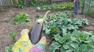 Купили Дачу/ Обзор дачи после ливня