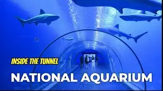 The Biggest Aquarium Visit -  National Aquarium - Abu Dhabi.