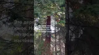 Невероятная #секвойя (самое высокое дерево в мире) в спальном районе #сочи.