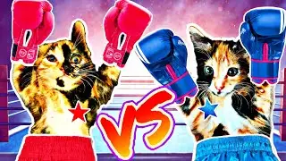 Веселые игры котят