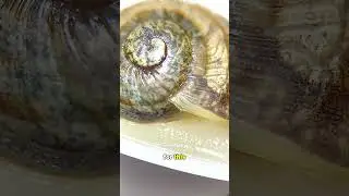 DO SNAILS HAVE TEETH?!