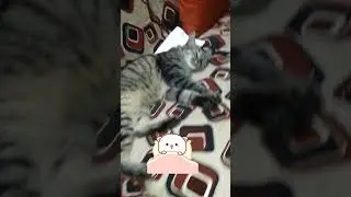 Awesome Video Best Cats Alba Desiree #shorts  #catlover  #kitten