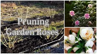 Pruning Garden ROSES for more Abundant Beautiful Blooms //  Growing roses for cut flowers