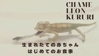 【BABY CHAMELEON】うまれたてカメレオンの赤ちゃん2cm、はじめてのエサを食べる♡
