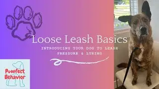 Loose Leash Basics: Introducing Your Dog to Leash Pressure & Luring 🐾