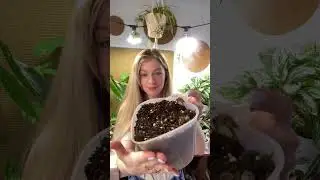 Почему я не рыхлю грунт для комнатных растений🌿 #грунт #комнатныерастения #суккуленты #ароидные