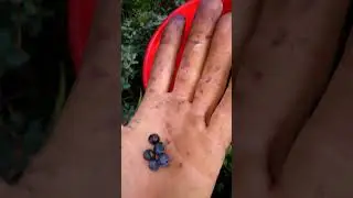 Лесные ягоды. Черника и голубика. Сбор ягод с помощью комбайна.